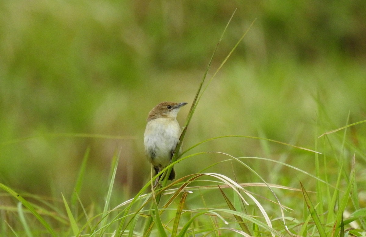 Broad-tailed Grassbird - ML68570481