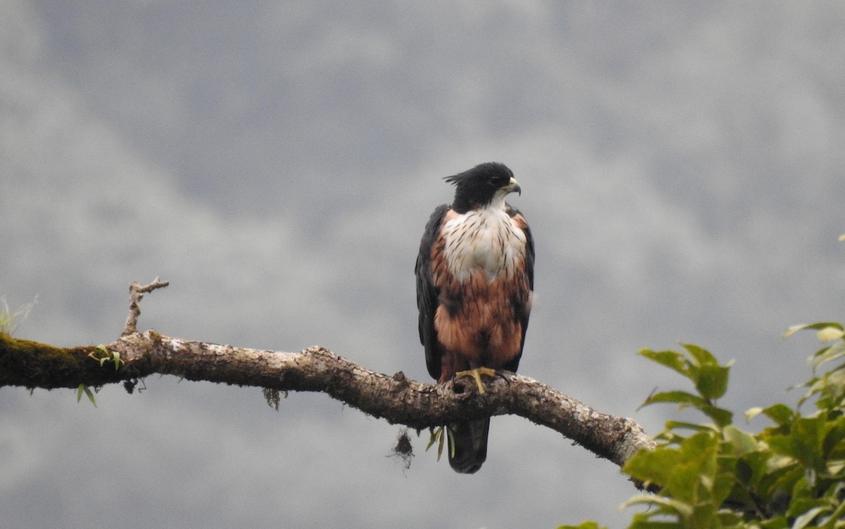 Rufous-bellied Eagle - Anonymous