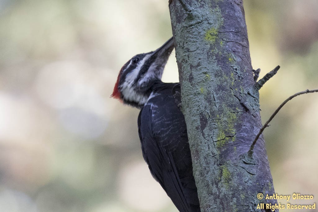Pileated Woodpecker - Anthony Gliozzo