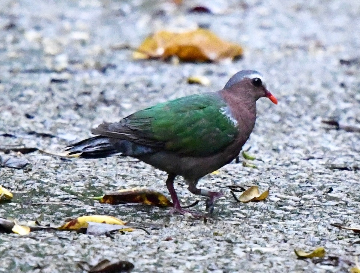 Asian Emerald Dove - ML68573511