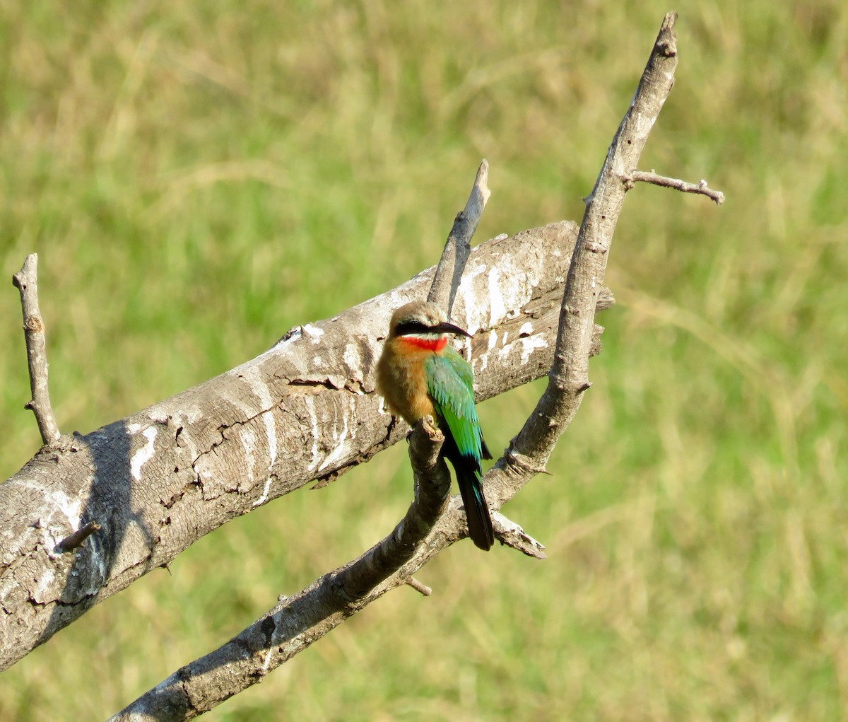 White-fronted Bee-eater - ML68573731