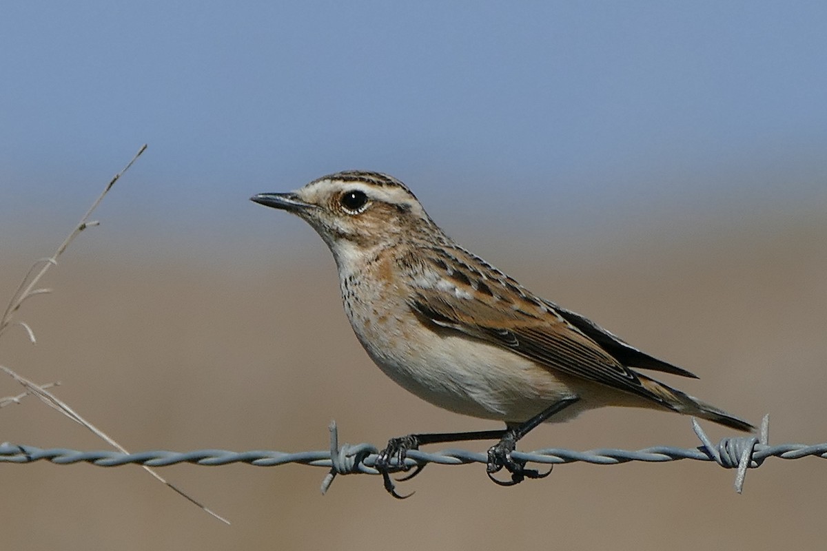 Whinchat - ML68575341