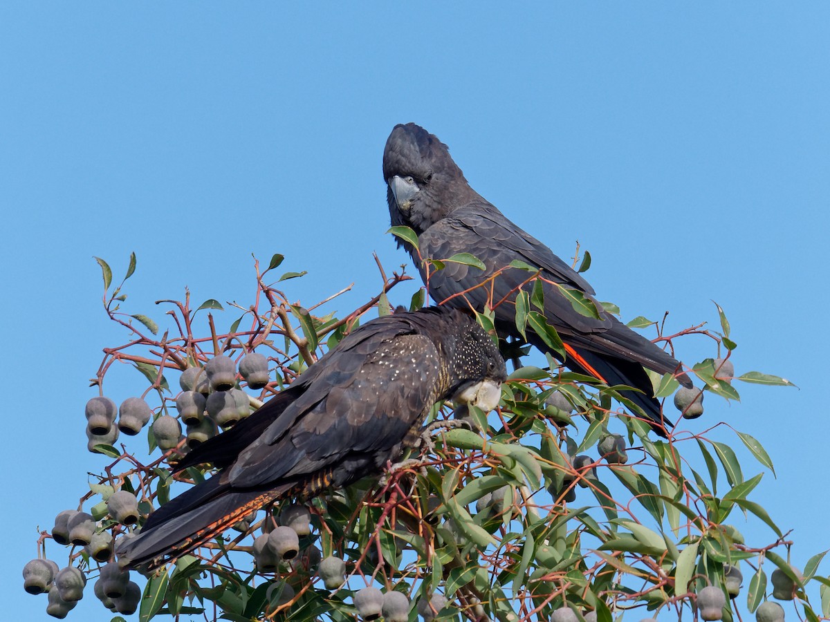 Red-tailed Black-Cockatoo - Peter Lowe