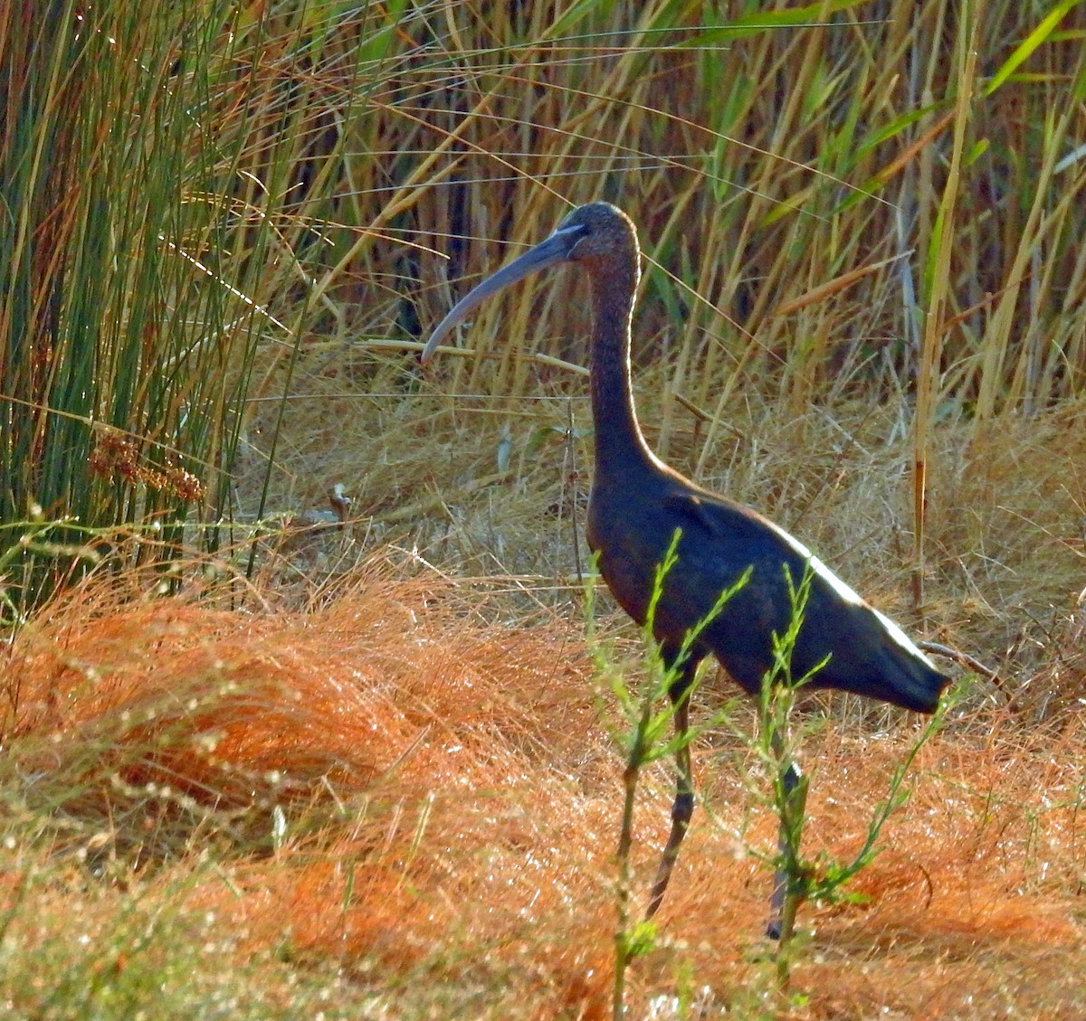 ibis hnědý - ML68578751