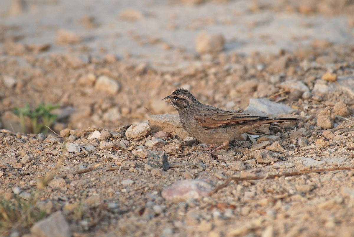 Striolated Bunting - ML68579711