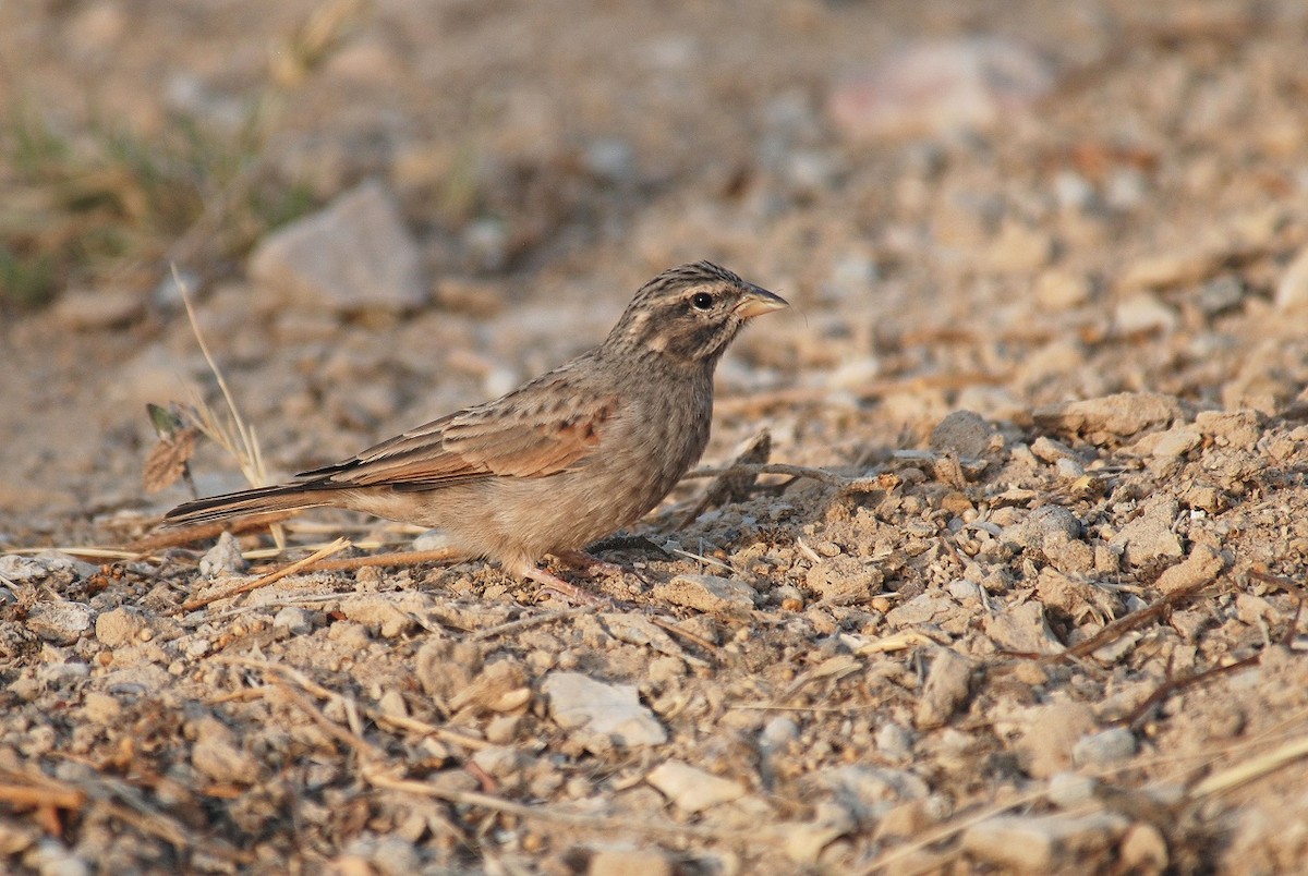 Striolated Bunting - ML68579721