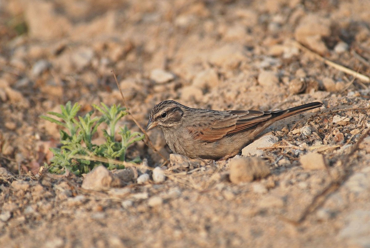 Striolated Bunting - Peter Arras
