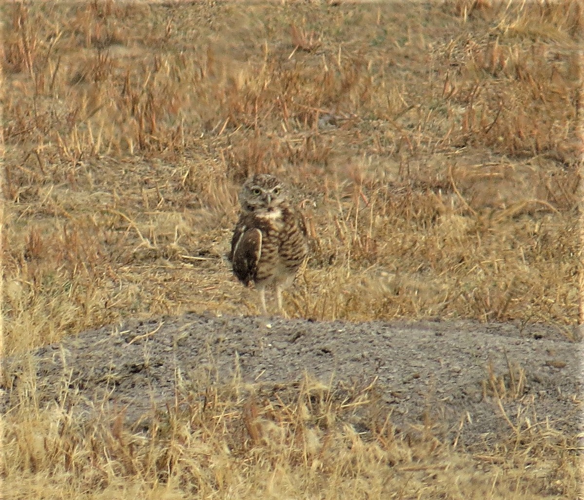 Burrowing Owl - ML68581351