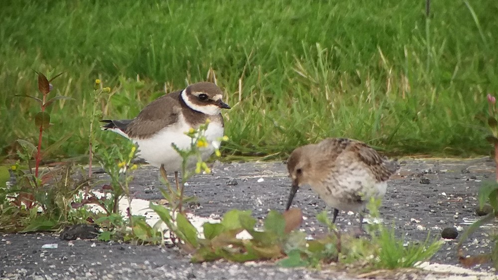 Common Ringed Plover - ML68581661