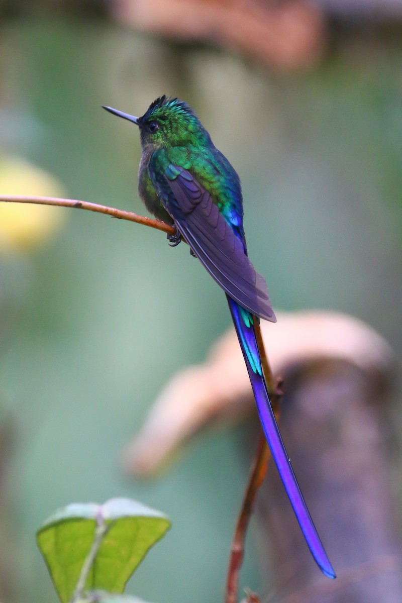 Violet-tailed Sylph - ML68582411