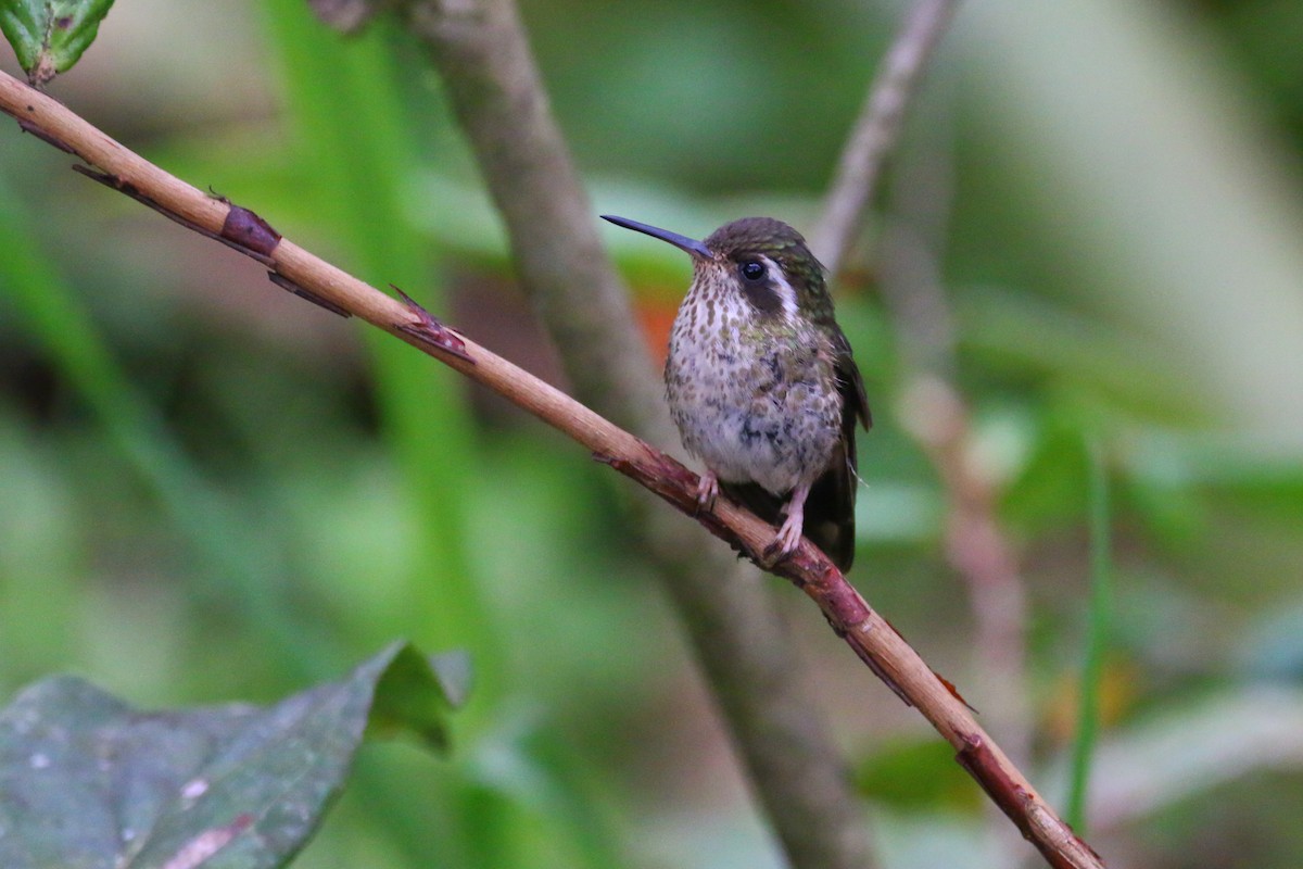 Speckled Hummingbird - Devin Griffiths