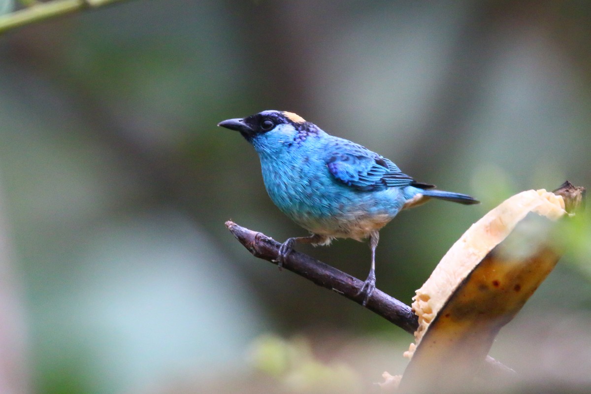 Golden-naped Tanager - ML68582941