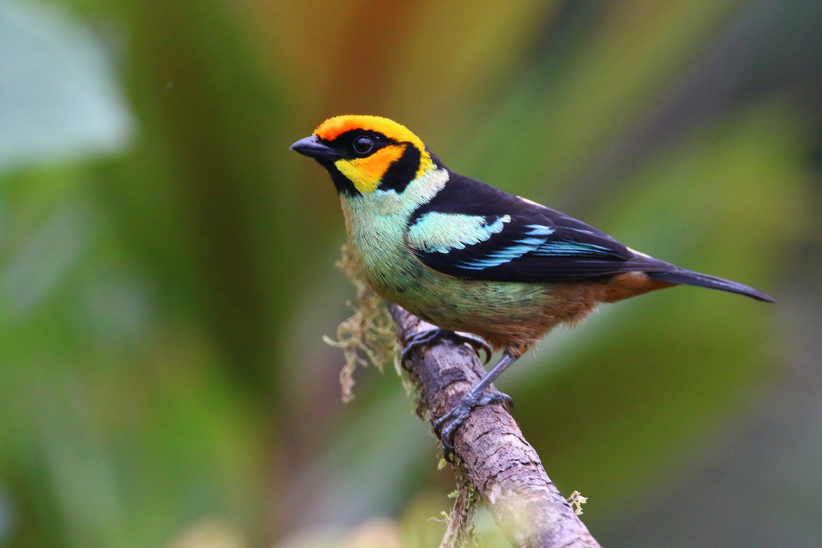 Flame-faced Tanager - Devin Griffiths