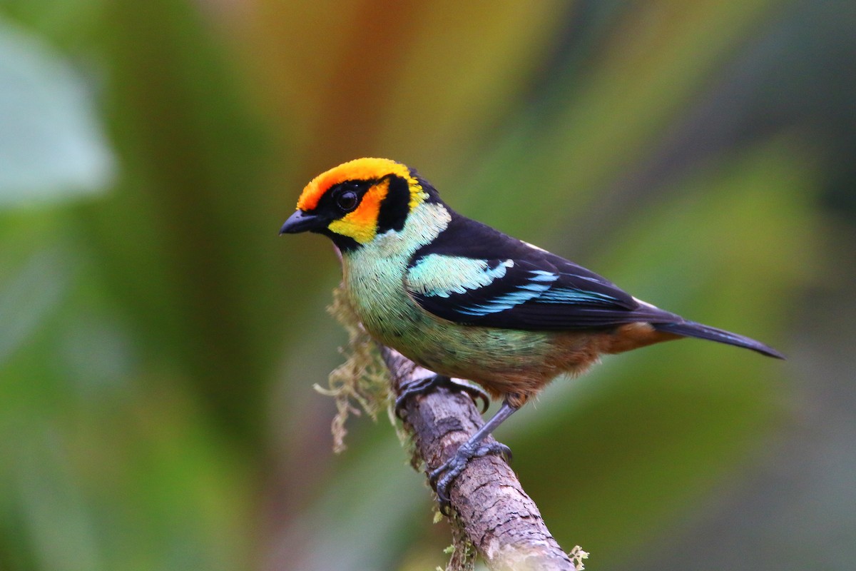 Flame-faced Tanager - ML68583091