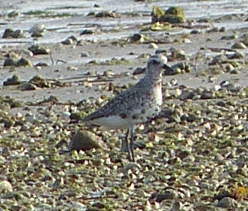 Black-bellied Plover - Andy Frank