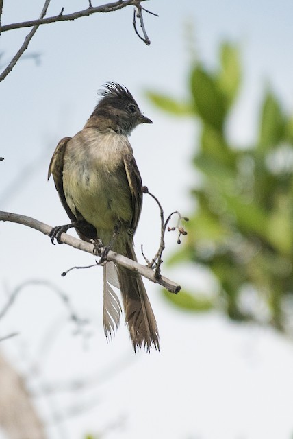 Yellow-bellied Elaenia