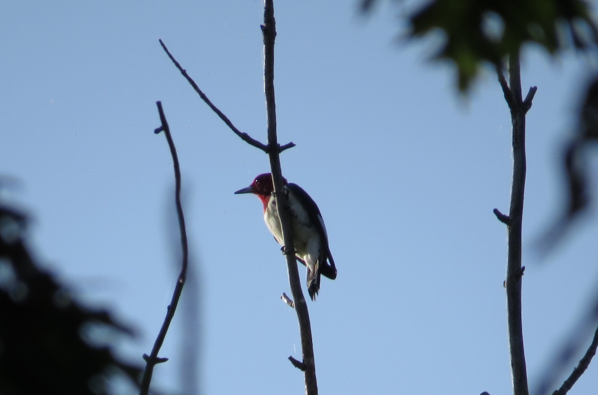 Red-headed Woodpecker - Matthew Garvin