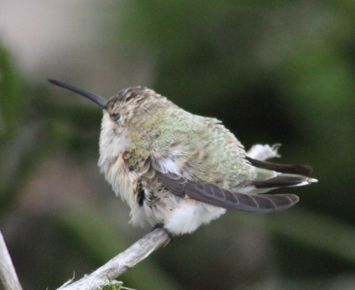 Black-chinned Hummingbird - Dan Maxwell