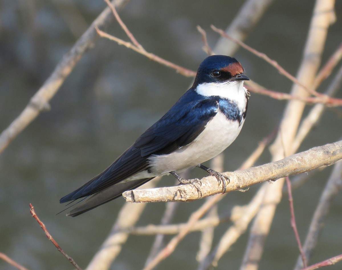 White-throated Swallow - ML68589671