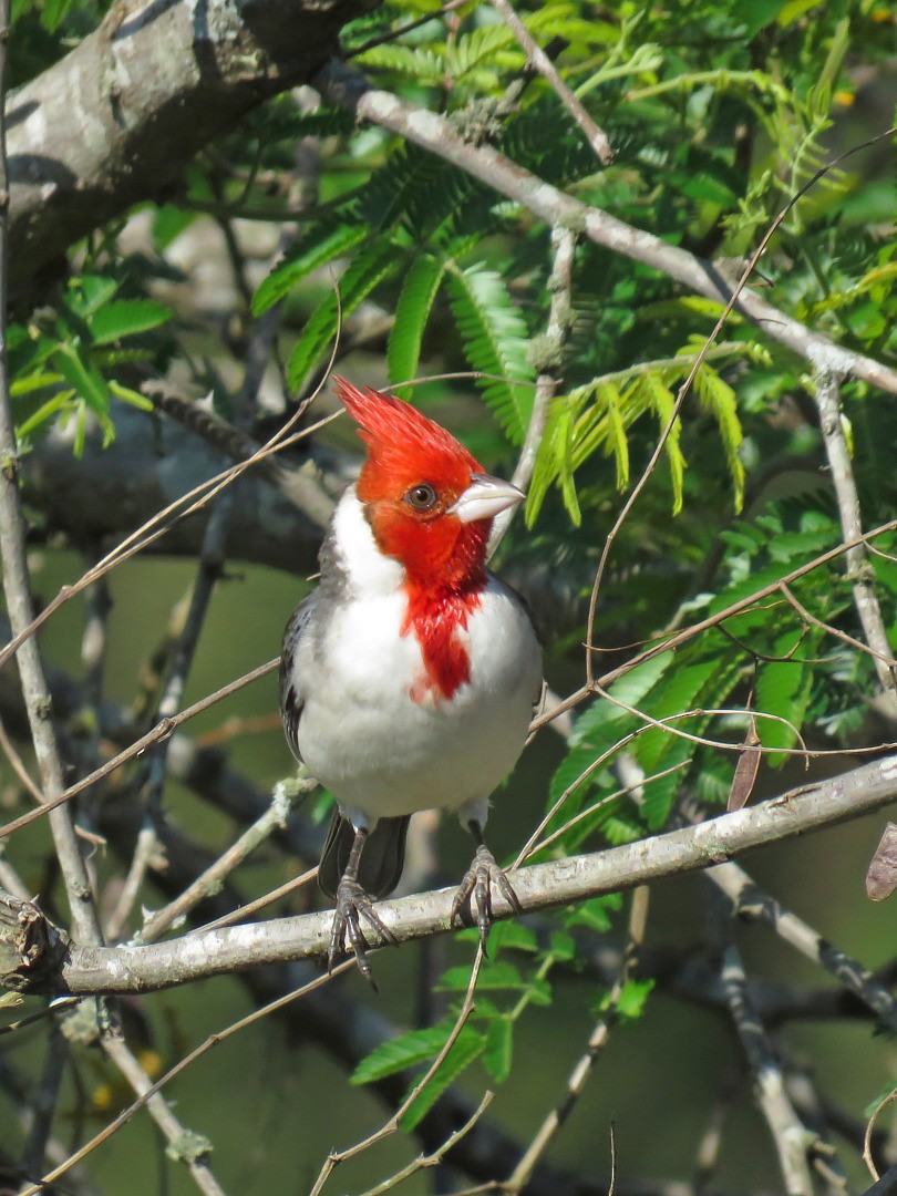Red-crested Cardinal - ML68589911