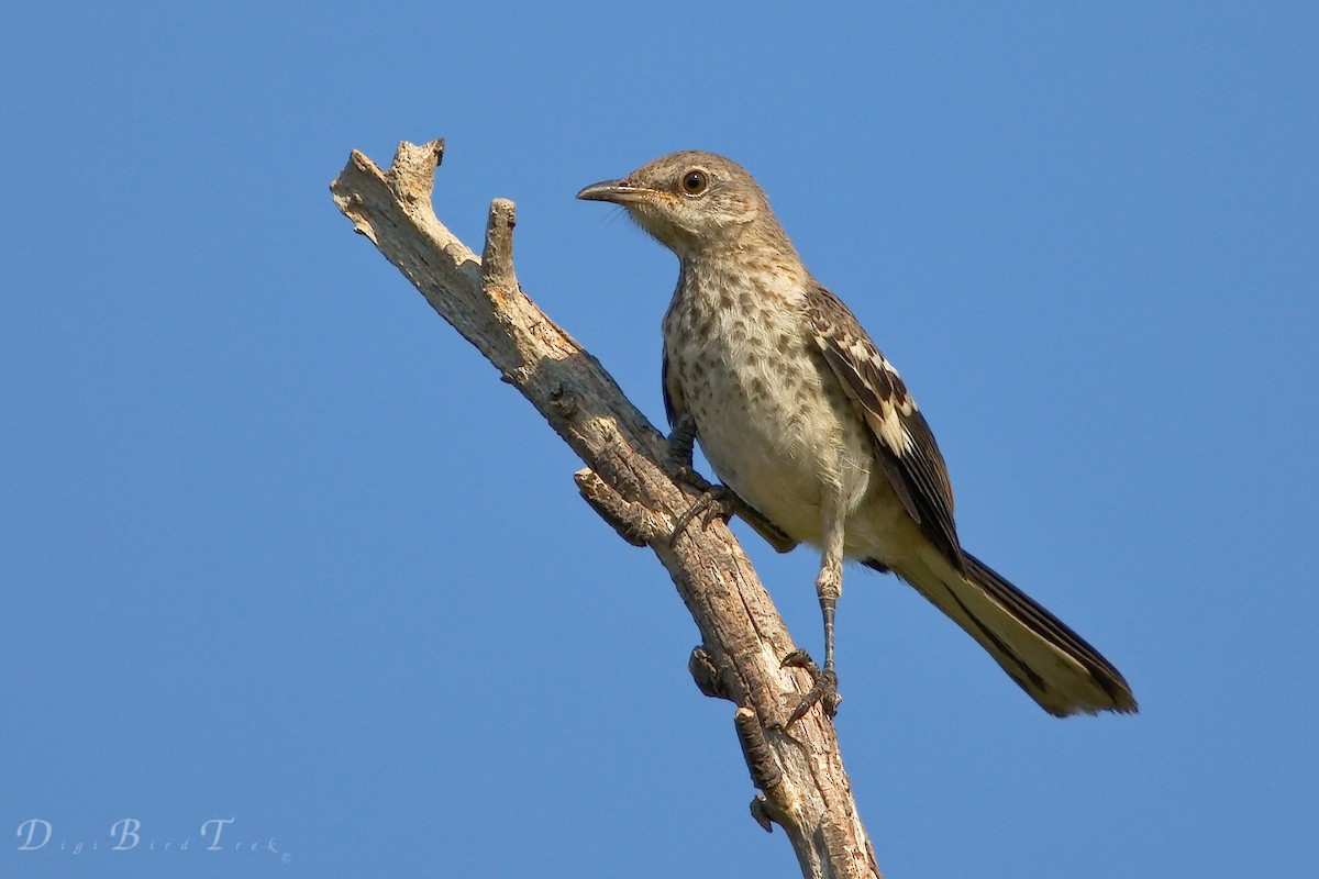 Atlas Dispatch: May 2026 Rewind - California Bird Atlas
