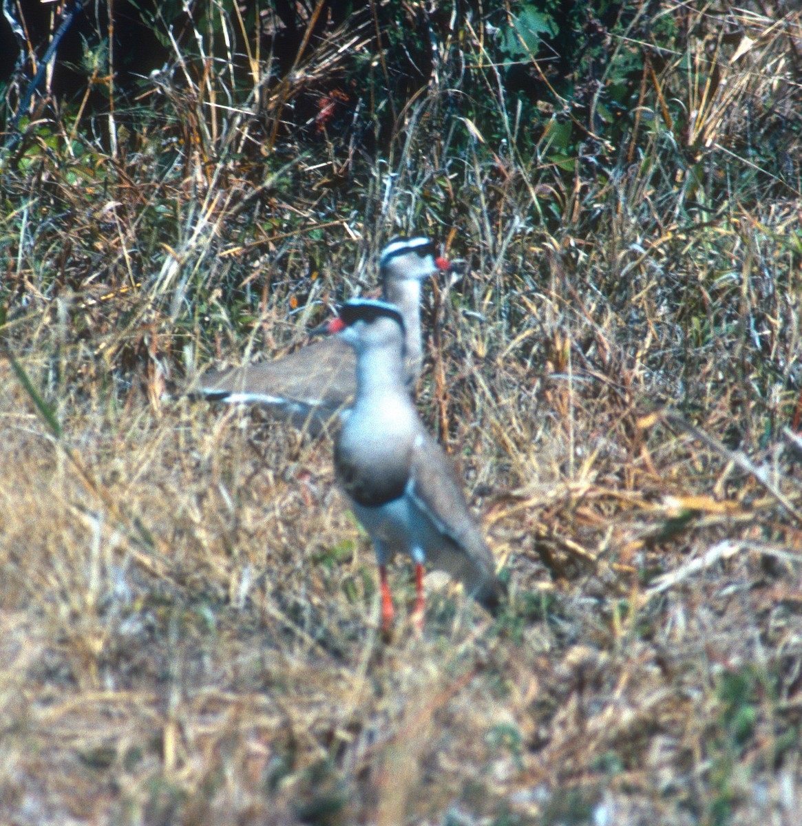 Crowned Lapwing - ML68593491