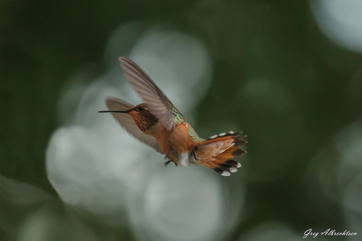 Rufous Hummingbird - Mary Beth Albrechtsen