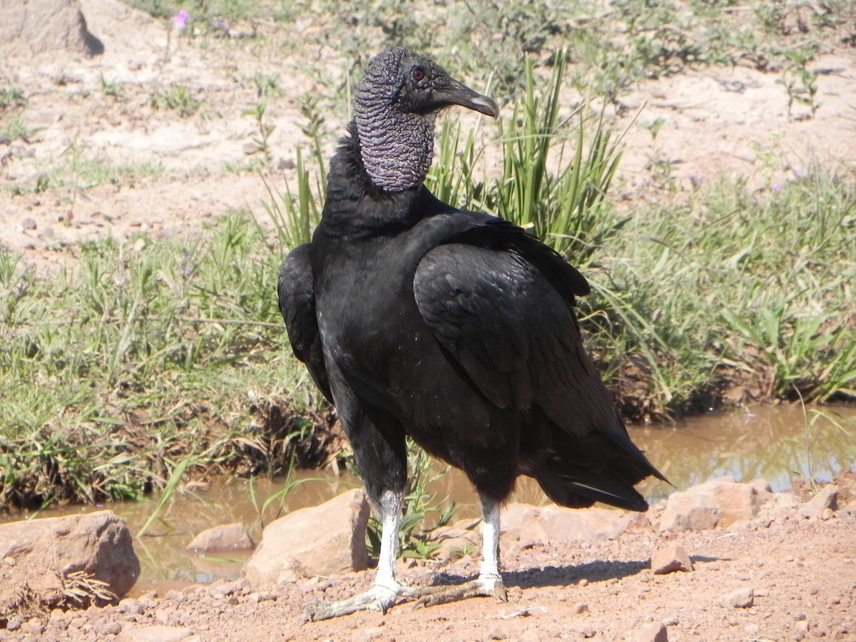 Black Vulture - Enrique Chiurla