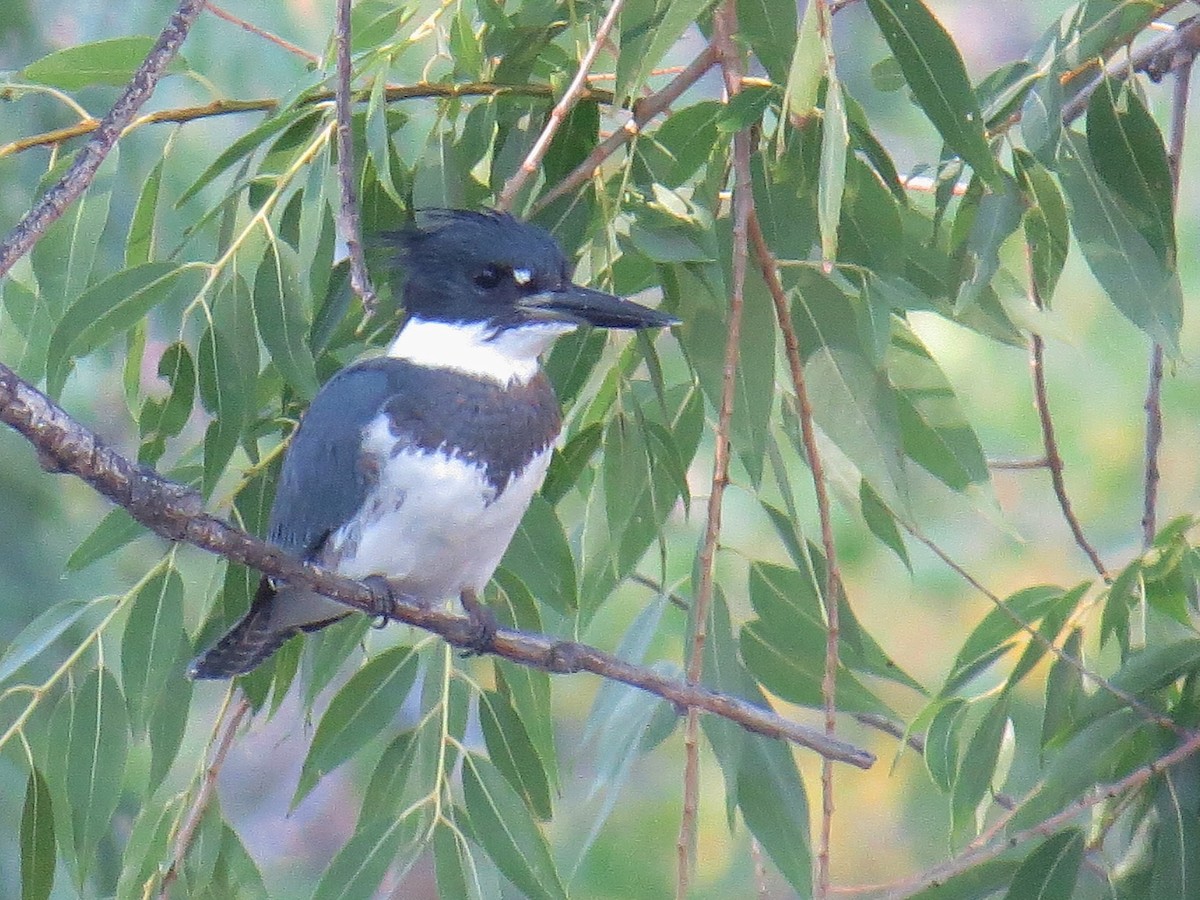 Belted Kingfisher - Ron Furnish