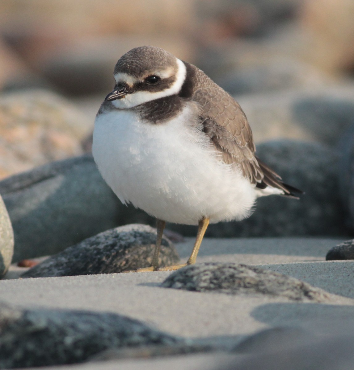 Common Ringed Plover - ML68601941
