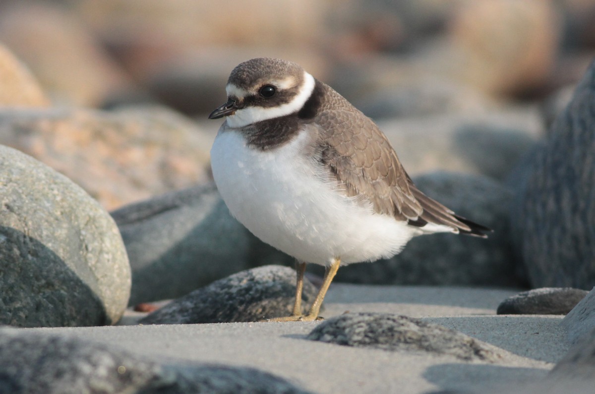 Common Ringed Plover - ML68601971