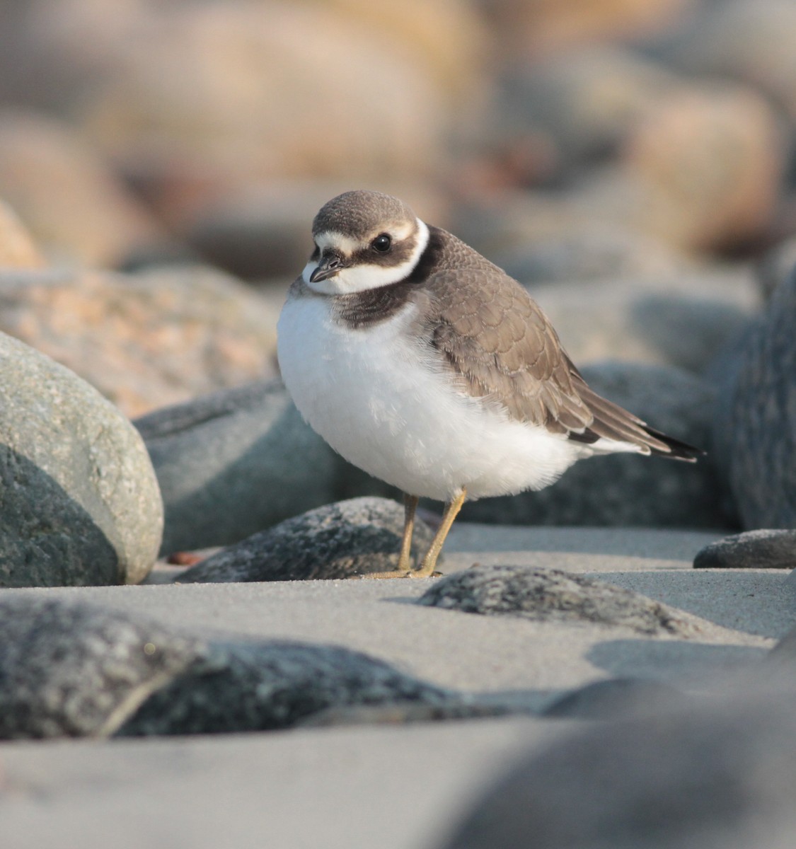 Common Ringed Plover - ML68601991