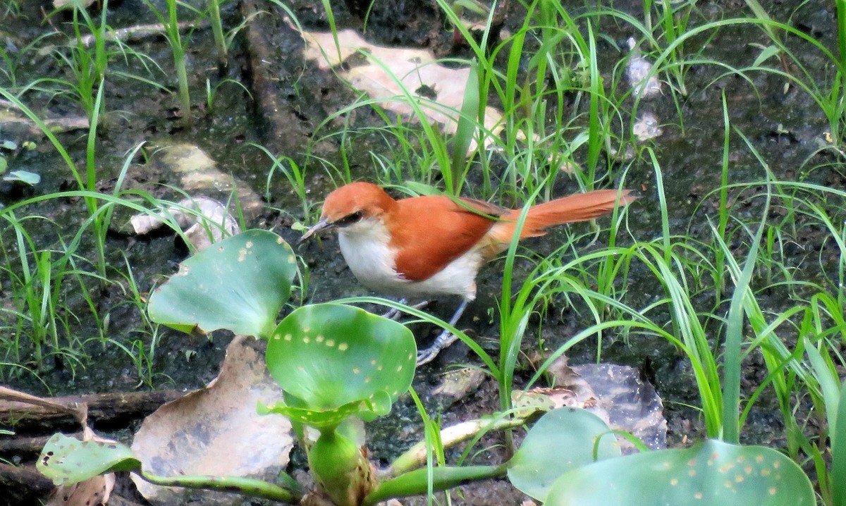 Red-and-white Spinetail - ML68602121