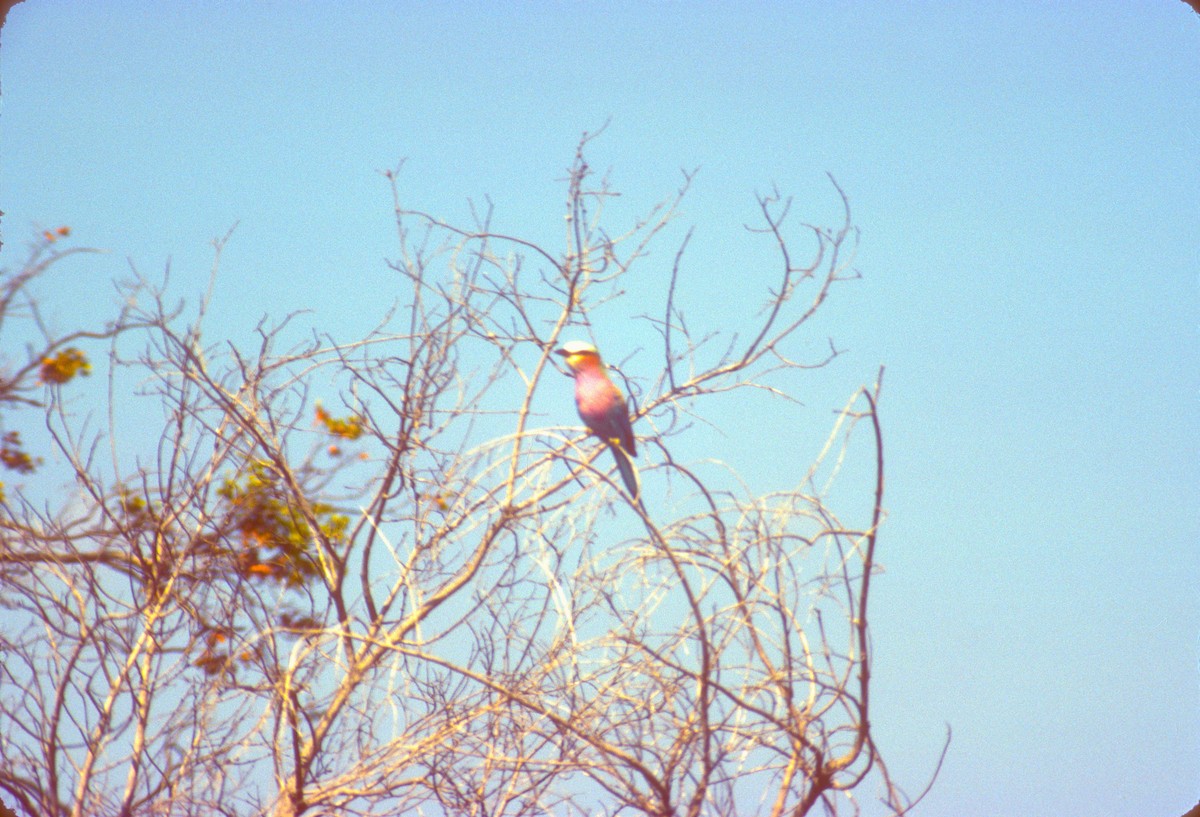 Lilac-breasted Roller - ML68604191