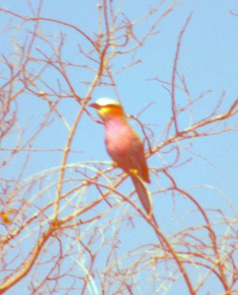 Lilac-breasted Roller - ML68604221