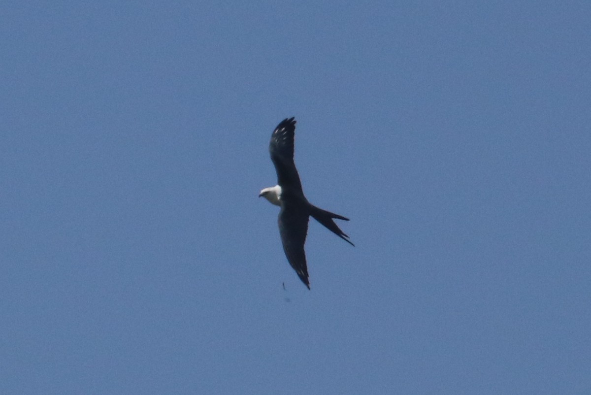 Swallow-tailed Kite - Mark Scheuerman