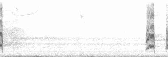 Красноголовая которра - ML68607