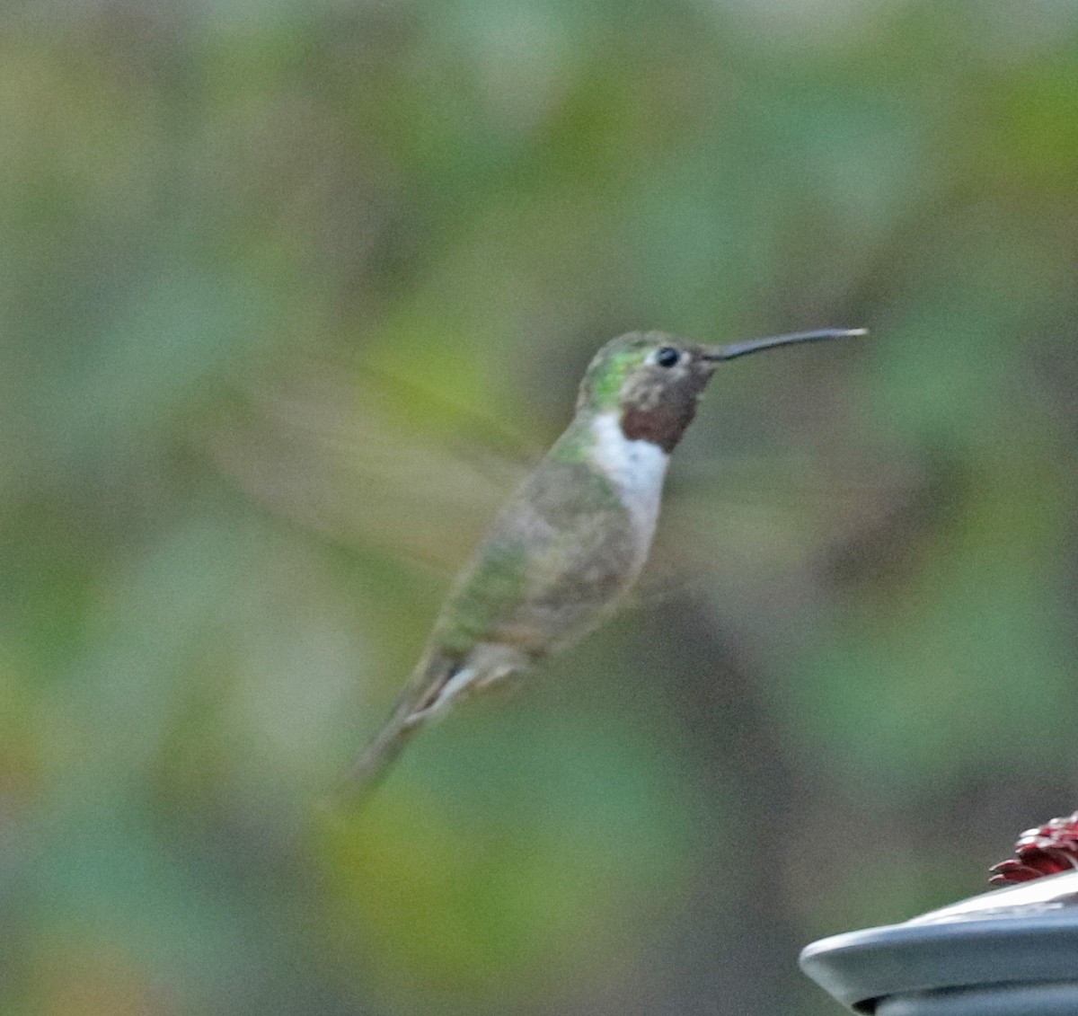 Broad-tailed Hummingbird - John Bruin