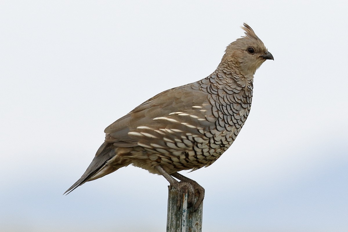 Scaled Quail - Lawrence Haller