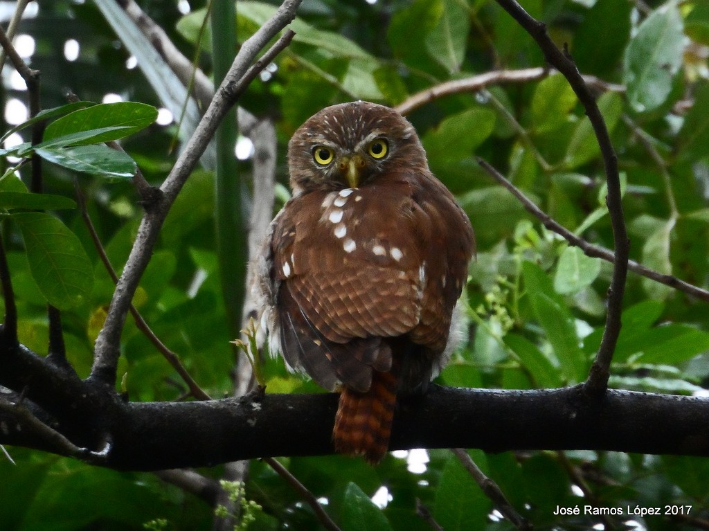 Ferruginous Pygmy-Owl - ML68609021