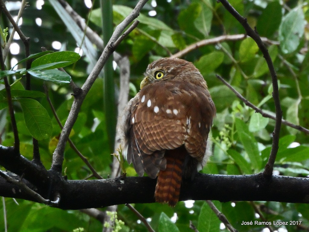 Ferruginous Pygmy-Owl - ML68609041