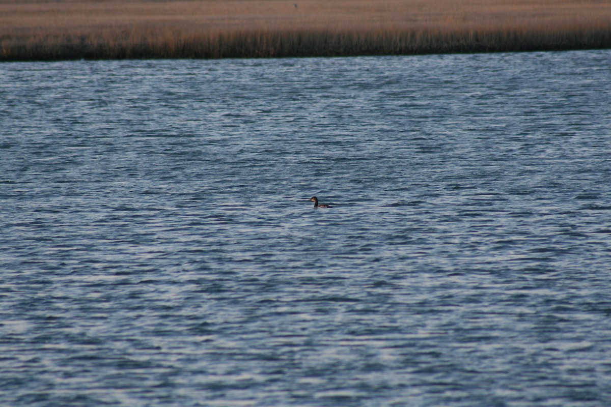 Red-necked Grebe - ML68609111