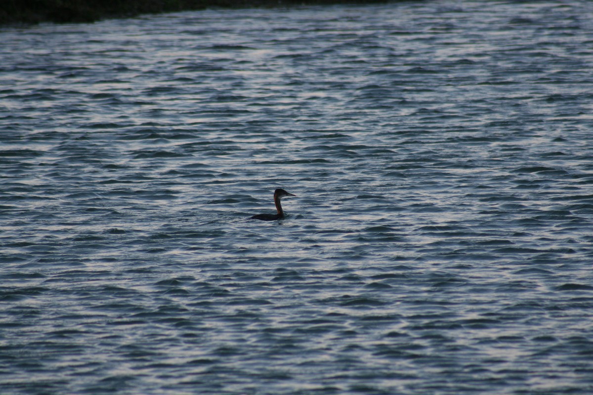 Red-necked Grebe - ML68609151