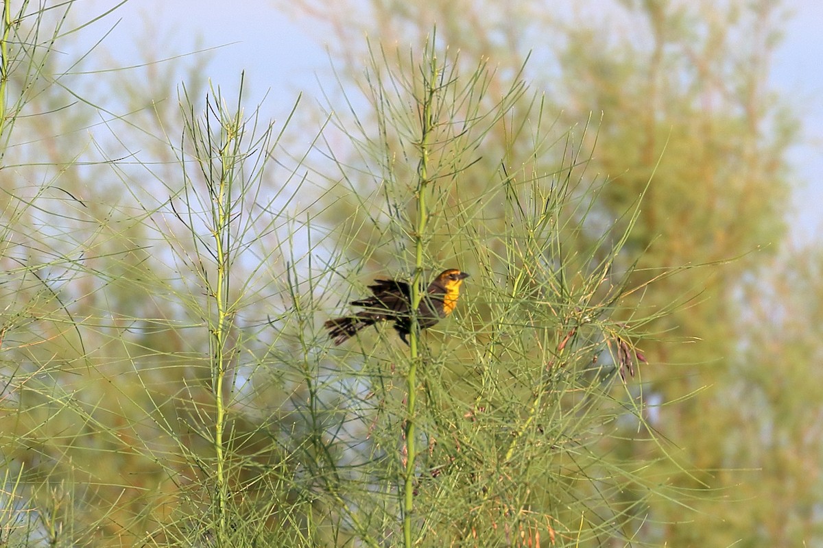 Yellow-headed Blackbird - Lawrence Haller