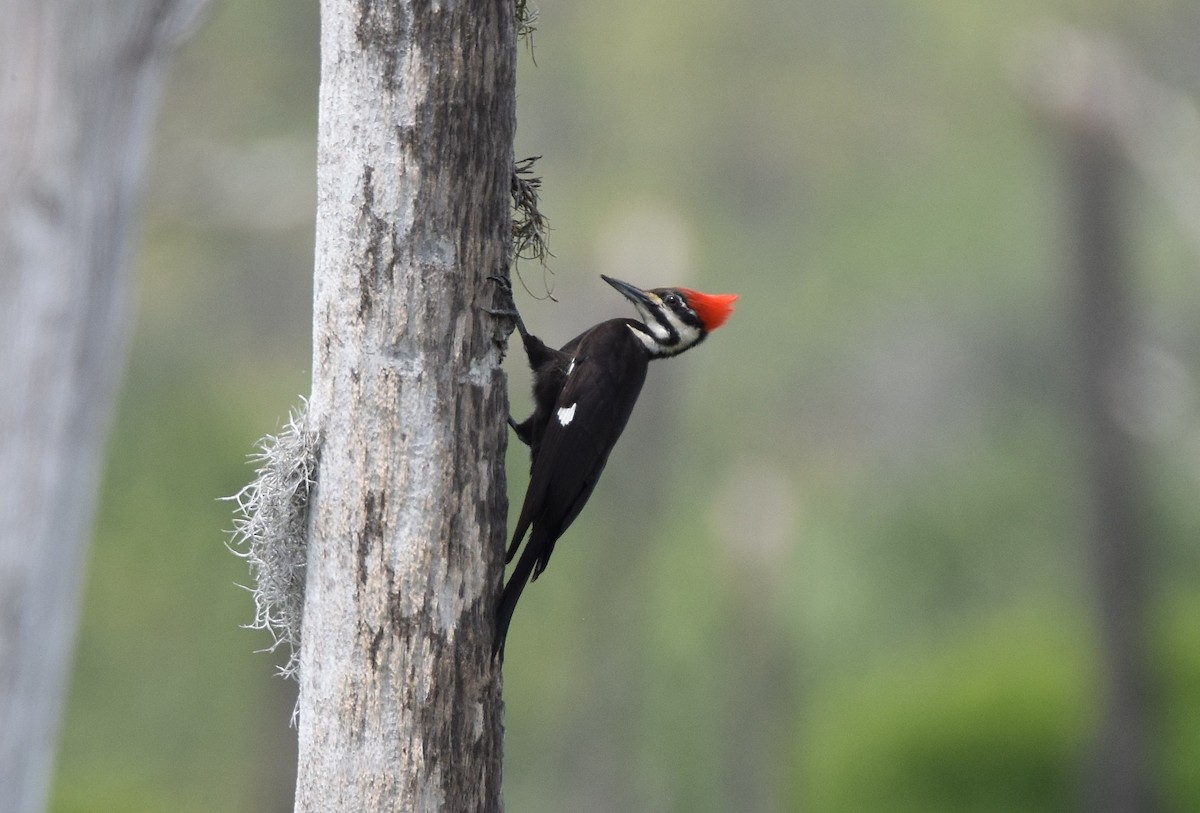 Pileated Woodpecker - Ian Thomson
