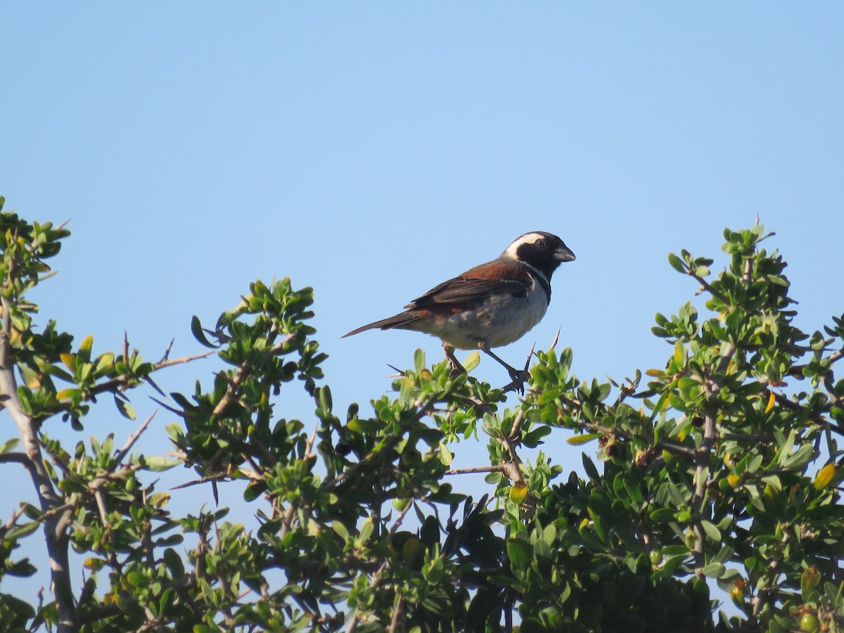 Cape Sparrow - Nicholas Fordyce - Birding Africa