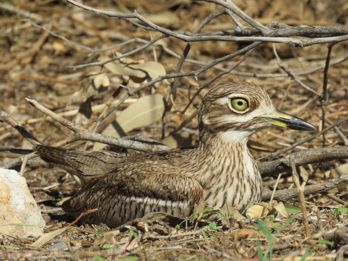 Water Thick-knee - Nicholas Fordyce - Birding Africa