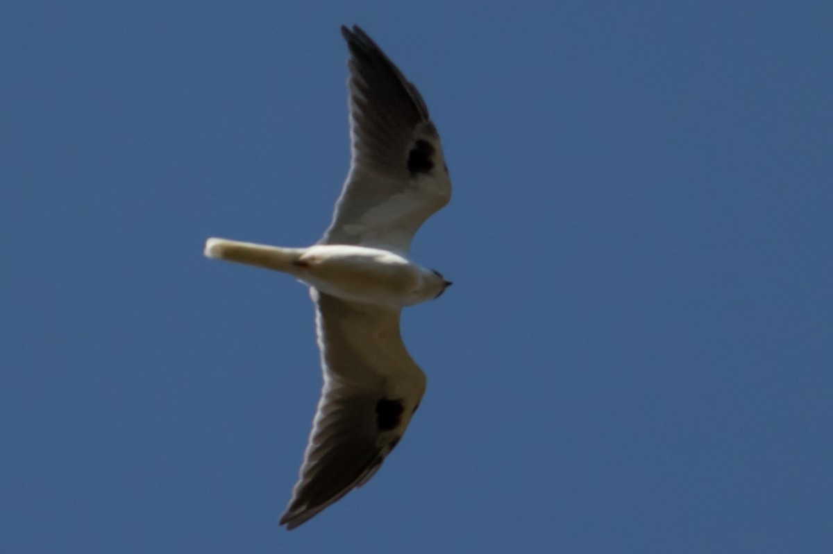 White-tailed Kite - Carole Rose