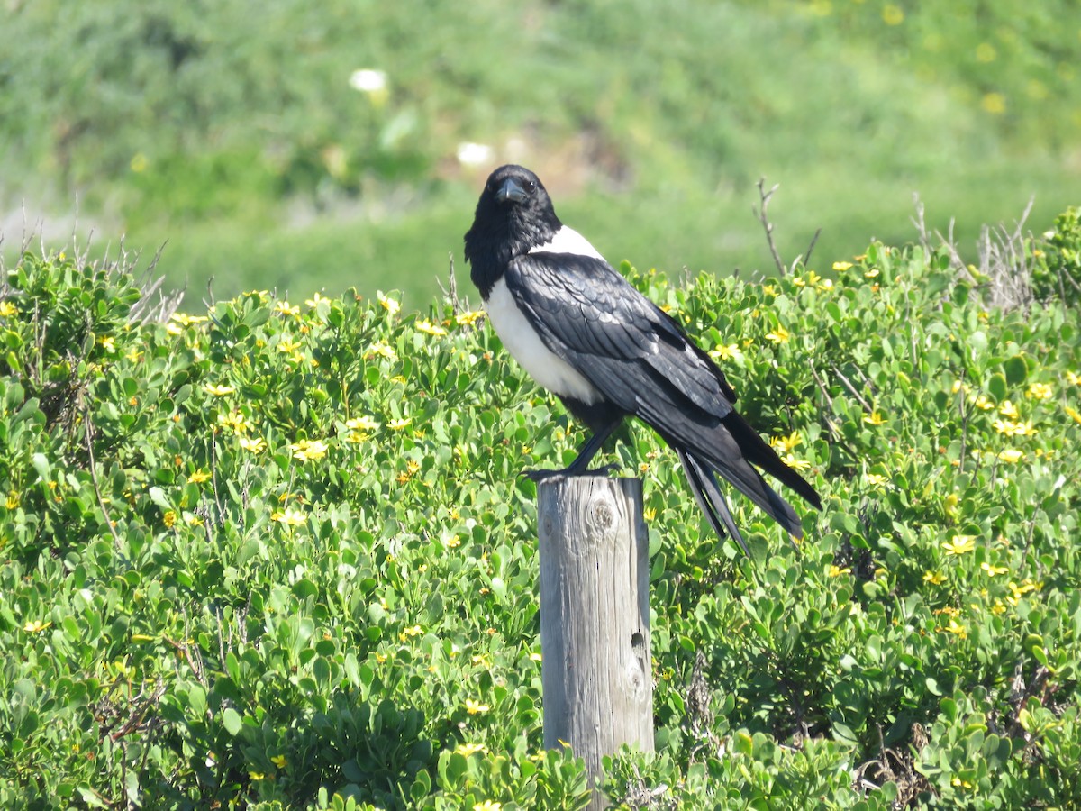 Pied Crow - Nicholas Fordyce - Birding Africa