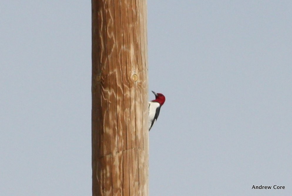 Red-headed Woodpecker - Andrew Core